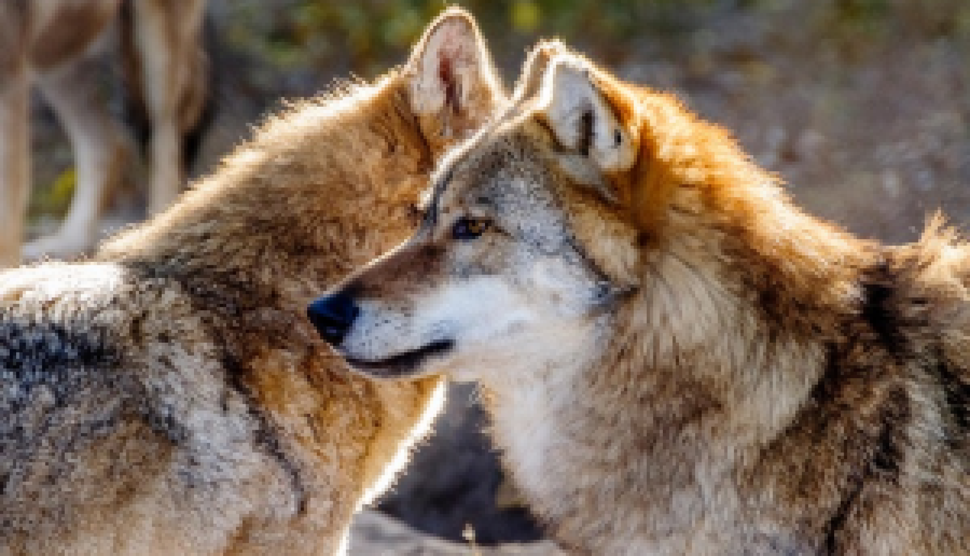 Loup et Pastoralisme